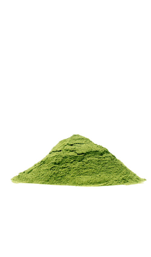 Bio-Moringapulver aus Gambia und Namibia (100g) – 100% reines Superfood | africrops! GmbH